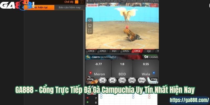 GA888 – Cổng Trực Tiếp Đá Gà Campuchia Uy Tín Nhất Hiện Nay